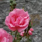 Ardtarmon Garden Cottage
