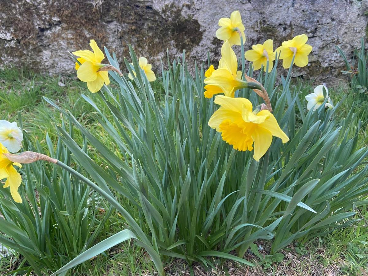 Daffodil Sligo