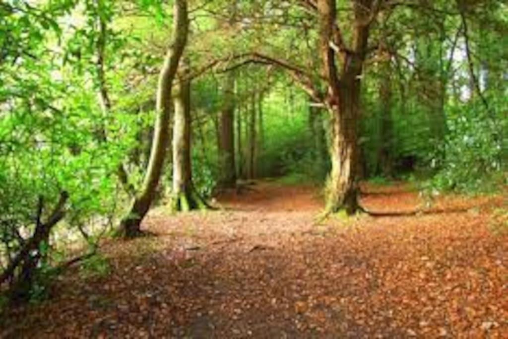 Hazelwood * Sligo