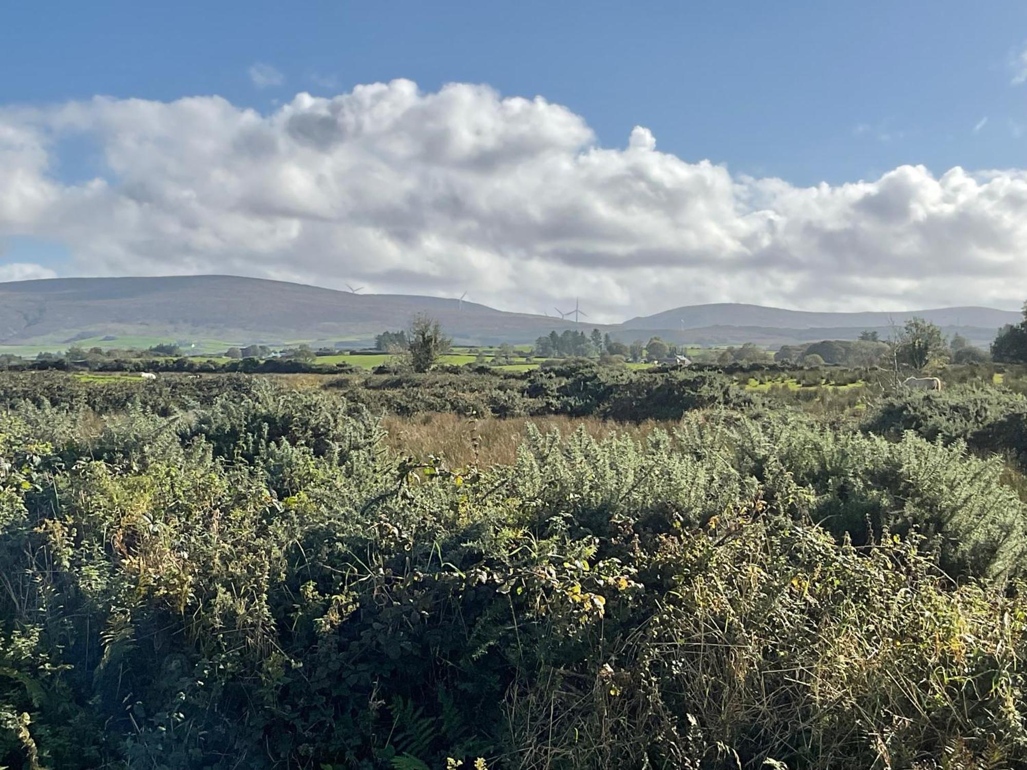 Hazeltree Sligo
