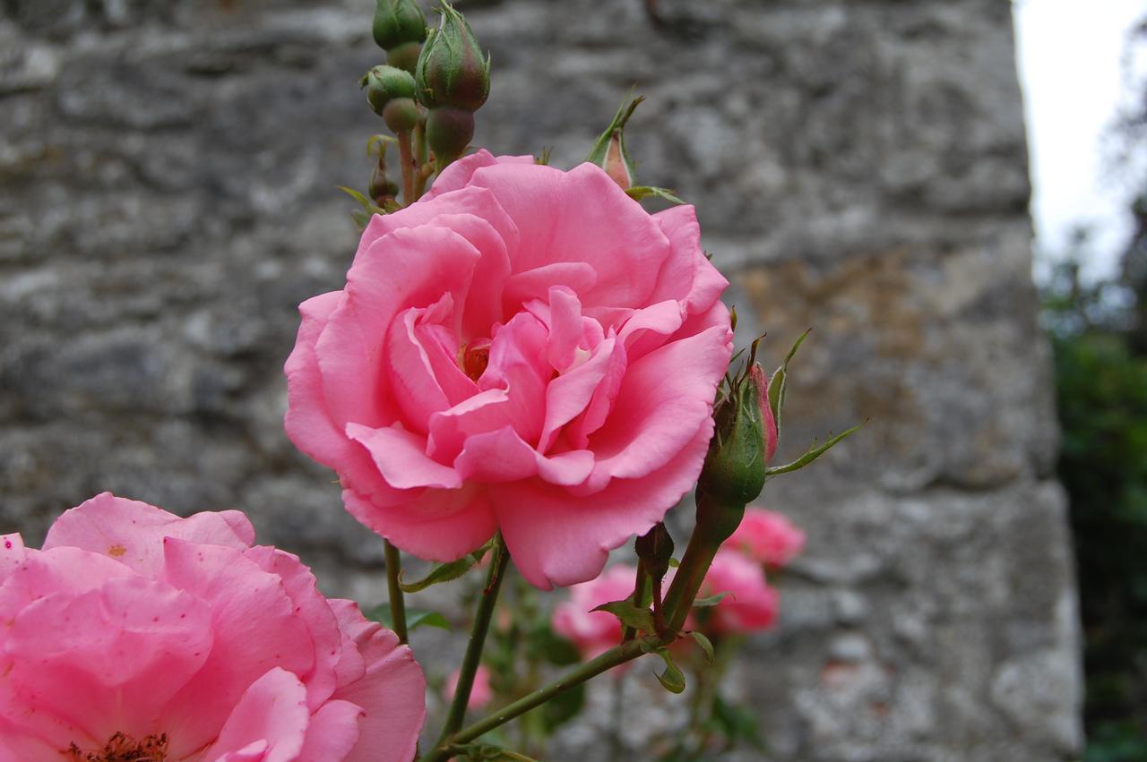 Ardtarmon Garden Holiday home *
